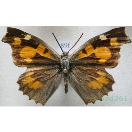 Libythea celtis (Laicharting, 1782) Dziobówka wiązowcowa Kirgistan89f